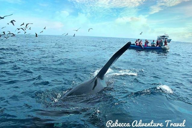 Whale watching at the Galapagos Islands