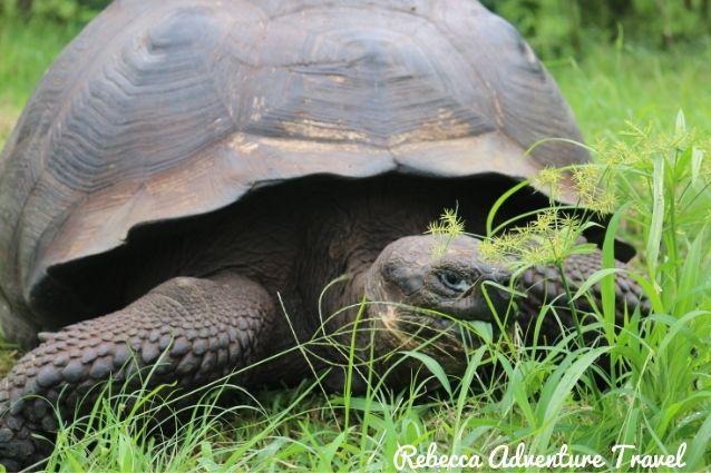 Giant tortoise eating in the Galapagos Islands