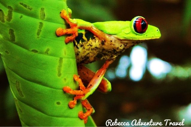 Green red eyed tree frog