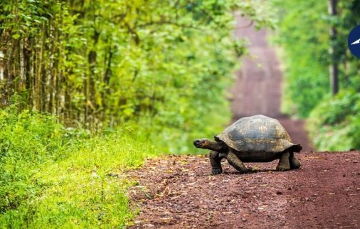 Giant Tortoise seen in travel to Galapagos