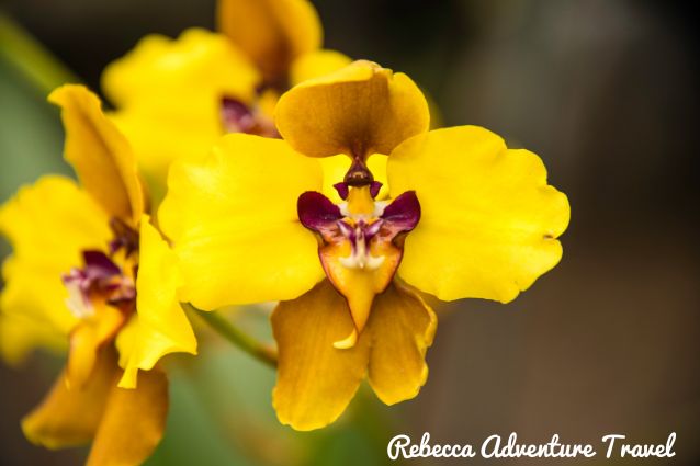 Ecuador Orchids are beautiful