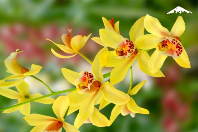 You can find more than 4,000 species of orchids in Ecuador.
