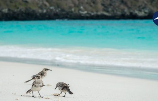 Birds on the beach in Galapagos Islands