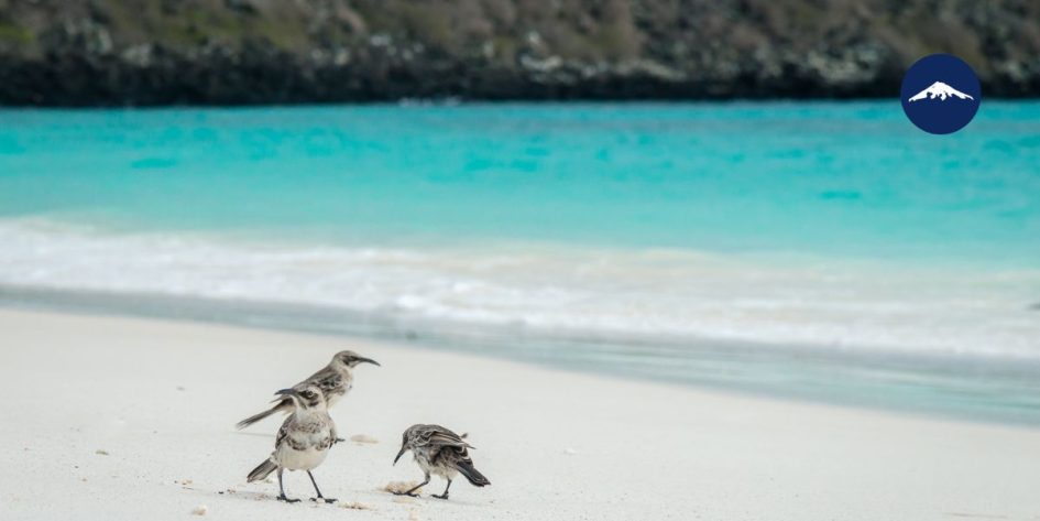 Birds on the beach in Galapagos Islands