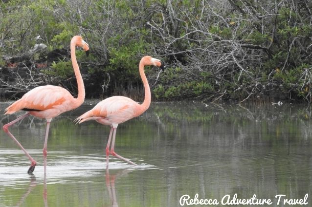 Flamingos in Las Bachas lagoon, Galapagos Islands