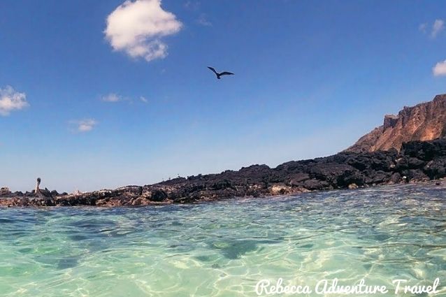 Galapagos Island clear water island and bird flying