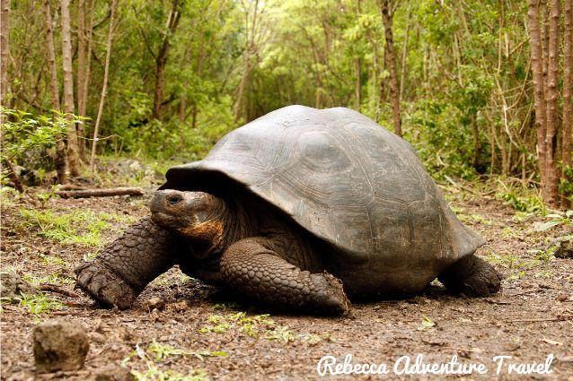 Giant Tortoise seen in Luxury Safari