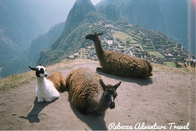 Llamas in Cuzco Peru