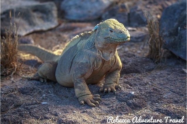 Galapagos Island land iguana