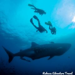 Rebecca Adventure Travel Shark-Bay