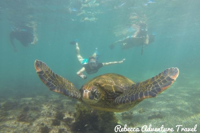 Traveler snorkeling with a marine turtle in Galapagos Islands