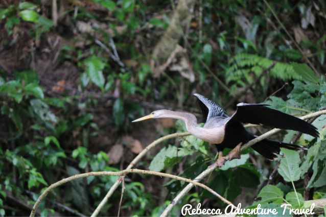 Bird in the Choco Andino