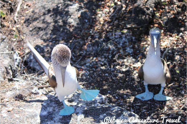 Galapagos blue-footed boobies