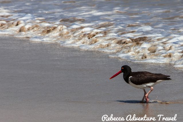 Galapagos seashore bird Bird walking on the beach