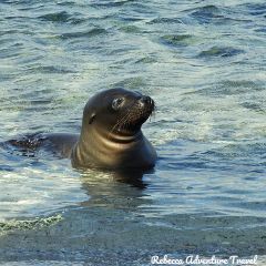 Rebecca Adventure Travel James-Bay-Seal