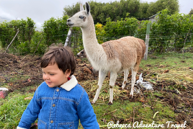 Kids love to see llamas in haciendas in Ecuador
