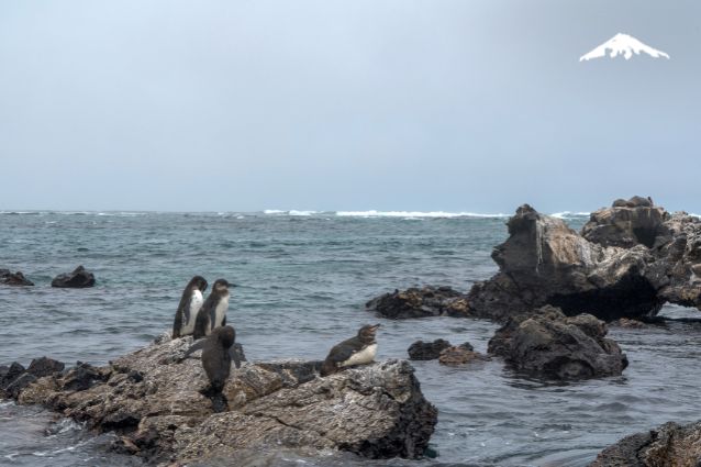 Galapagos penguins in Tintoreras.