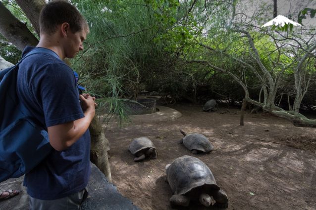 Guest and Giant Galapagos Turtles in Galapagos Wetlands.