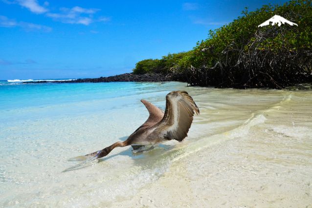 Pelican in Tortuga Bay.