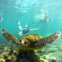 snorkeling in the Galapagos Islands