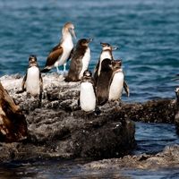 Penguins in Isabela, Galapagos Islands