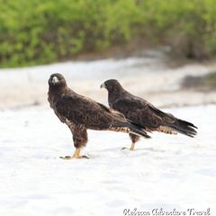 Rebecca Adventure Travel Hawk-Galapagos