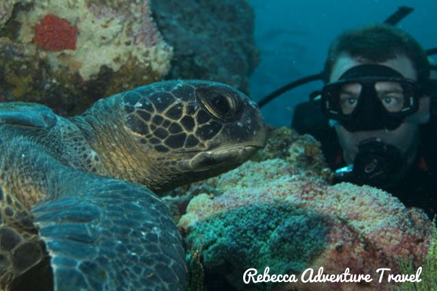 Diver with sea turtle.