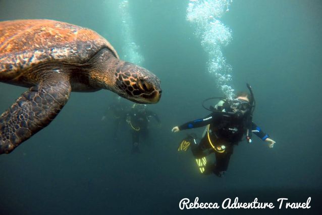 Diving with sea turtles.