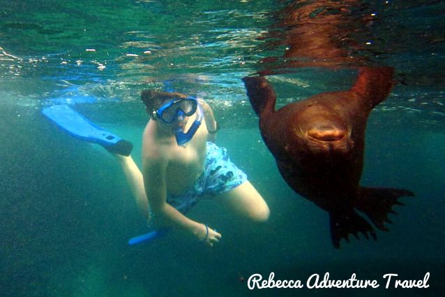 Kid snorkeling with a sea lion.