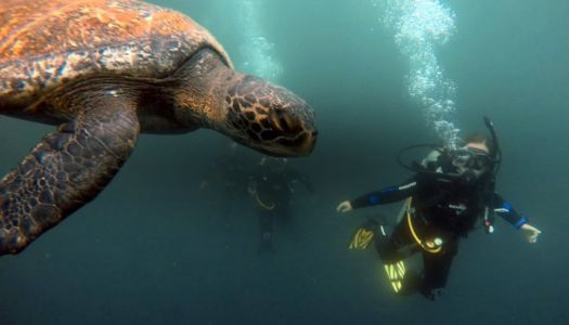 6 Day Galapagos Diving & Hiking