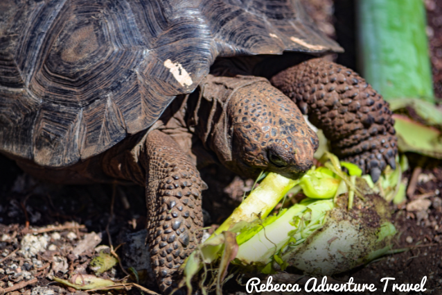 Giant tortoise eating at Interpretation Center. 