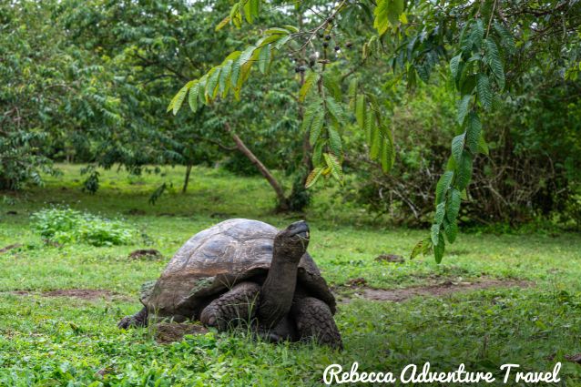 Galapagos giant tortoises.