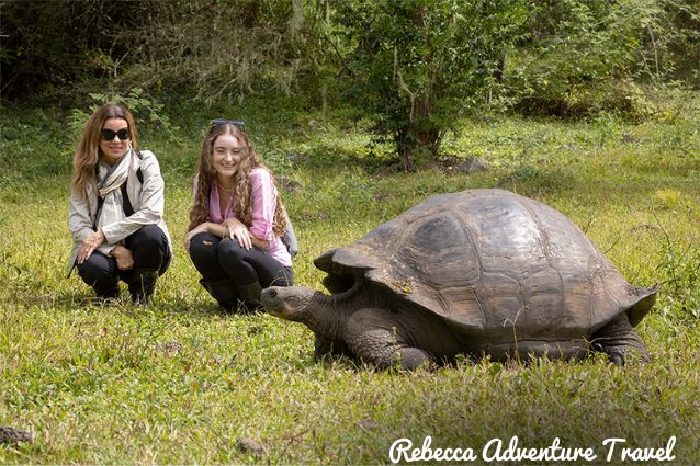 Giant Tortoise at Galapagos.