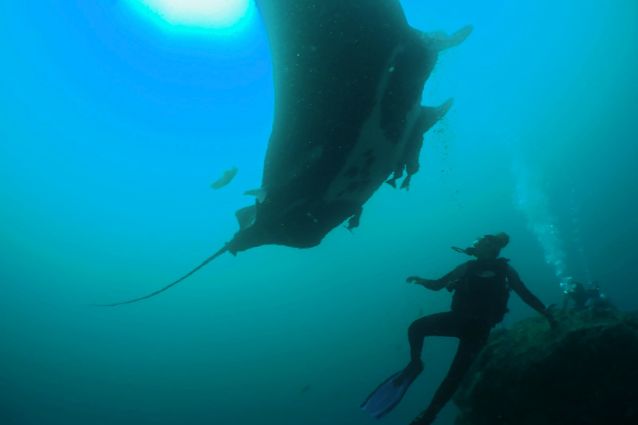 Diving with Manta.