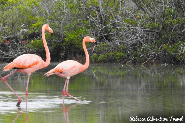 Flamingo Lagoon.