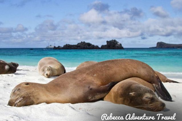 Sea Lion Galapagos islands