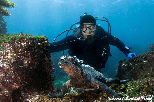 Diving with marine iguana.