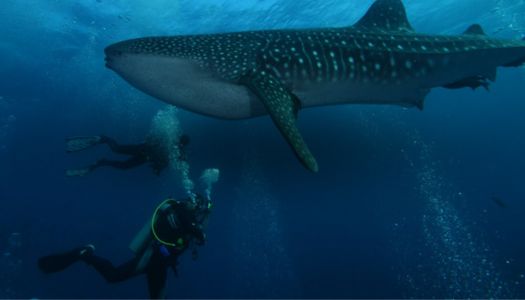 Top5 6 Day Galapagos Diving & Hiking