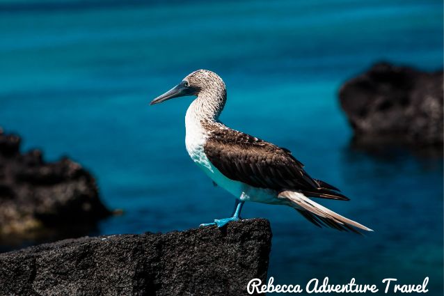 Galapagos blue-footed booby