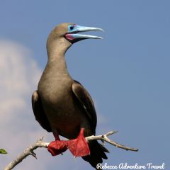 Rebecca Adventure Travel Red Footed Boobie