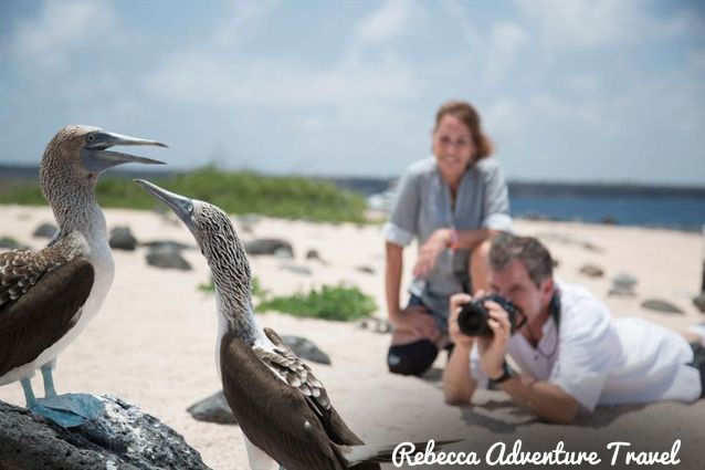Guests marveling at blue-footed boobies.
