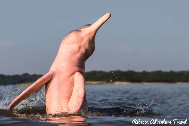 Amazon pink dolphin
