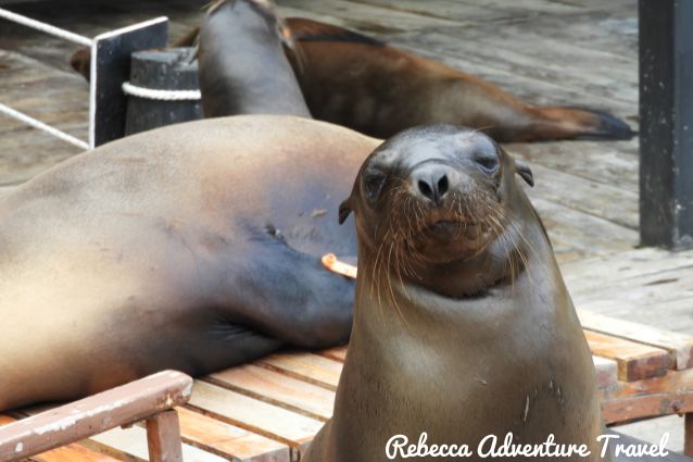 Playful sea lions in Santa Cruz.