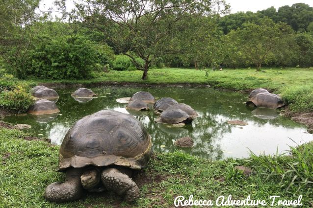 Galapagos Giant Tortoises at Rancho Primicias.