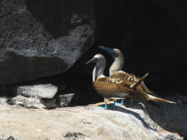 You will explore the Galapagos Islands with a combination of organized day tours