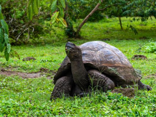 4-Day Galapagos Island Hopping Classic