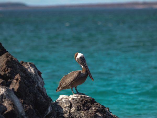 6-Day Galapagos Island Hopping Budget