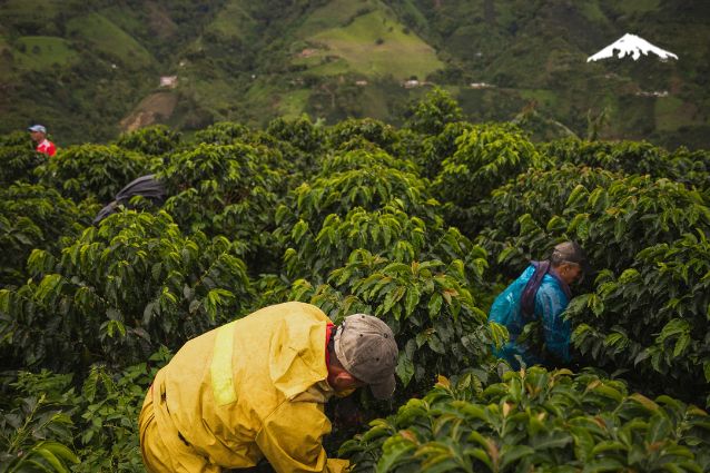 Colombian coffee harvest.