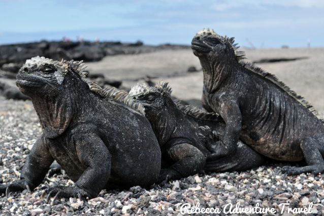 Marine iguanas sunbathing.