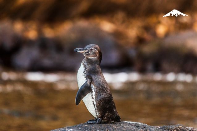 Galapagos Penguins in Isabela.